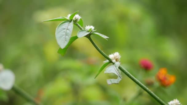 Beyaz Çiçekli Bir Bitki Yakından Görünür — Stok video