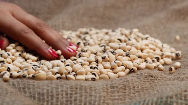Woman Picking Black White Beans Her Hand Red Nail Polish — Stock Video