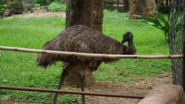 Hayvanat bahçesindeki bir ağaç gövdesine tünemiş bir devekuşu, çimenli bir alanda bir ağacın yanında otlarken. Büyük bir kuş ahşap bir çitin üzerinde duruyor.