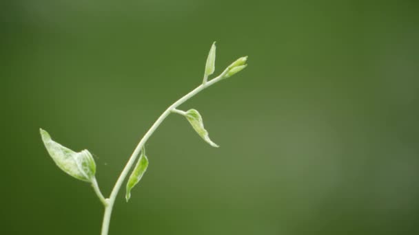 Rostlina Zelenými Listy Detailu — Stock video