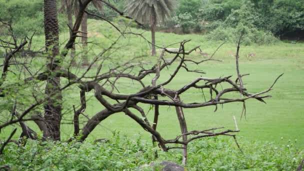 Uma Árvore Sem Folhas Fica Sozinha Campo Parque — Vídeo de Stock
