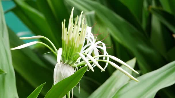Una Flor Blanca Con Hojas Verdes — Vídeo de stock