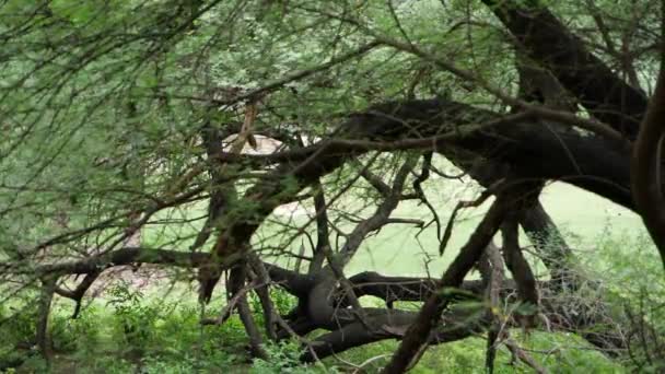 Ein Baum Mit Einem Zentralen Großen Ast Und Ein Weiterer — Stockvideo