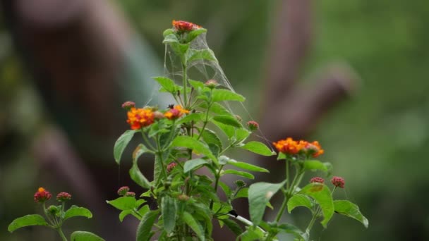 Une Toile Araignée Est Suspendue Une Plante Une Fleur — Video
