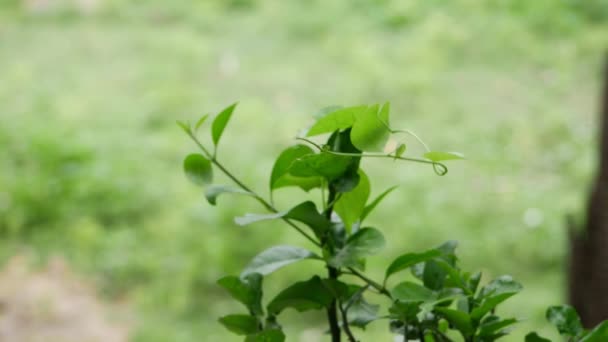 Una Planta Con Hojas Verdes Vistas Cerca — Vídeo de stock
