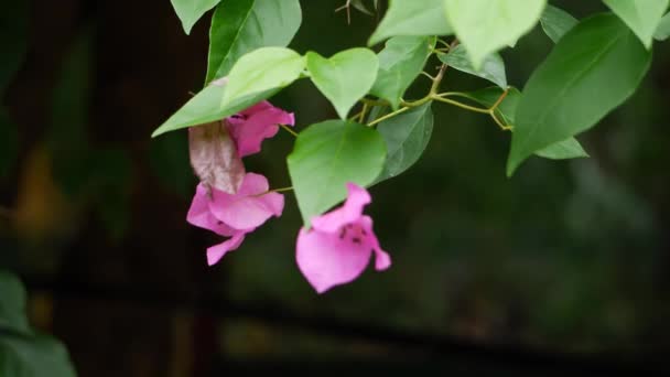 Ένα Κοντινό Πλάνο Ενός Λουλουδιού Όμορφα Λουλούδια Του Κήπου — Αρχείο Βίντεο
