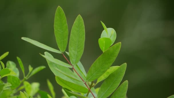 Bitkinin Yaprakları Yeşildir Yeşil Yapraklı Bir Bitkinin Yakın Çekimi — Stok video