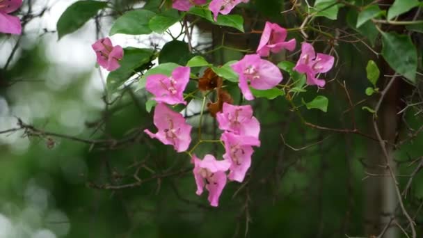 Zblízka Růžové Květy Které Jsou Krásné Lese Konkrétně Rostliny Bougainvillea — Stock video