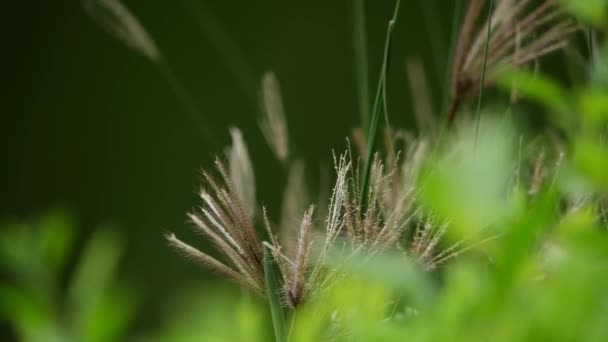 Wind Zwaait Gras Natuur Het Vastleggen Van Zijn Schoonheid Close — Stockvideo