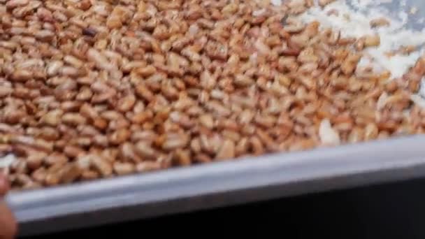 Metinde Bir Tepsi Pirinç Fındık Tarif Ediliyor Fındıklara Yakın Çekim — Stok video