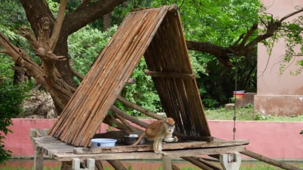 Ein Affe Ruht Auf Einer Holzkonstruktion Einem Parkhaus Ein Weiterer — Stockvideo