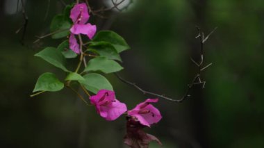 Bougainvillea çiçeğinin yakın plan fotoğrafı.