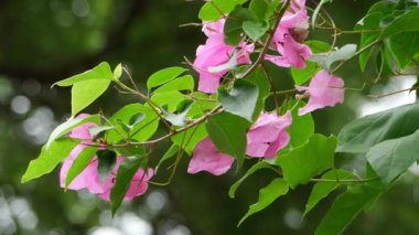 Meksika 'nın ulusal çiçeği bougainvillea, bahçelerde güzel çiçekler açar.