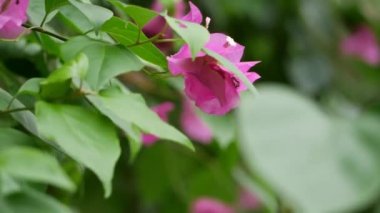 Bahçedeki begonvil çiçeğinin yakın çekimi.