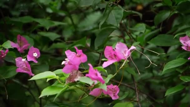 Μπουκαμβίλια Λουλούδια Είναι Εντυπωσιακά Φυτά Που Βρίσκονται Στη Ζούγκλα Ανήκουν — Αρχείο Βίντεο