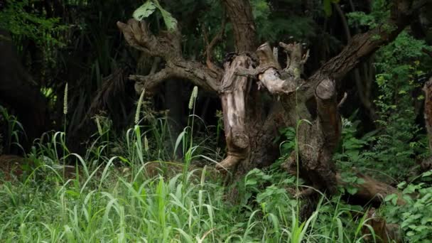 Дерево Лесу Мертвое Дерево Лесу — стоковое видео