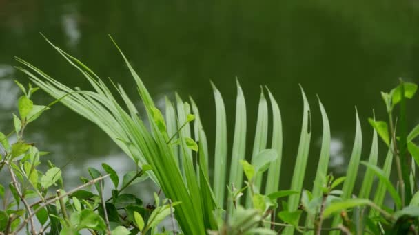 Uma Planta Com Folhas Longas Cor Verde Vista Close — Vídeo de Stock