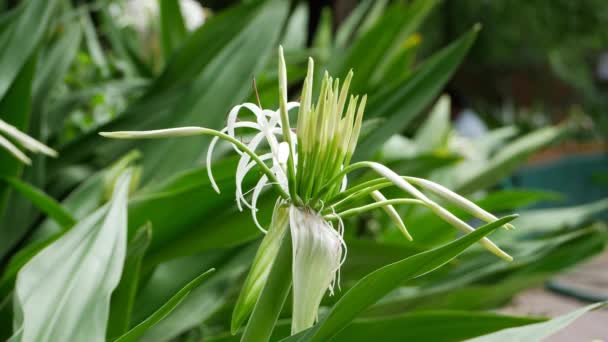 Ένα Λευκό Λουλούδι Πράσινα Φύλλα Και Μακριά Λευκά Πέταλα Που — Αρχείο Βίντεο
