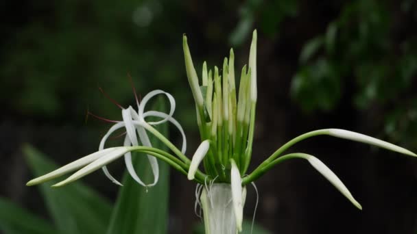 Біла Квітка Зеленим Листям — стокове відео