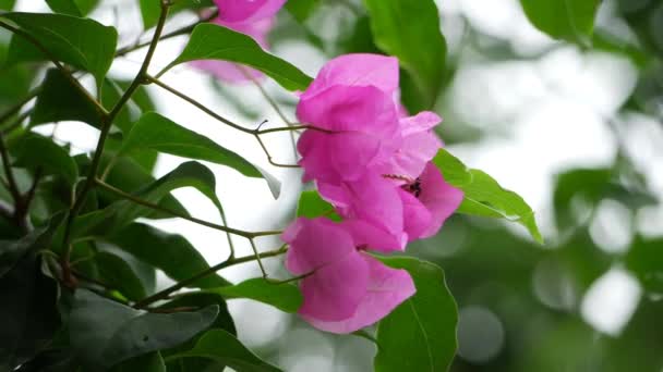 百里香花的特写 被称为百里香花的花朵 — 图库视频影像
