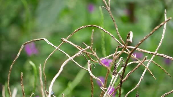 一种干枯植物的特写 背景上有枯萎的植物和紫色的花朵 — 图库视频影像