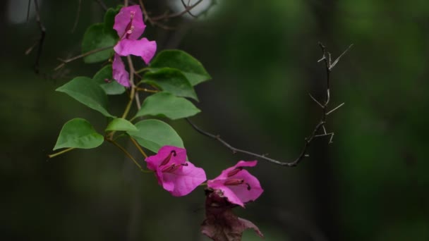 Detailní Záběr Květinu Bougainvillea — Stock video