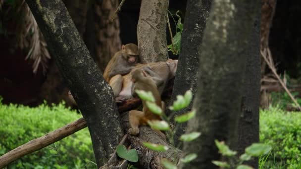 母親と赤ん坊を含むサルのグループは 木に座って — ストック動画