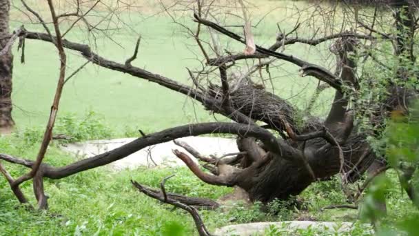 Pobliżu Jest Bezlistne Duże Drzewo Wystającą Gałęzią Innym Upadłym Drzewem — Wideo stockowe