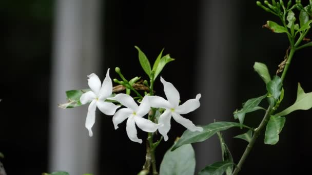 Zbliżenie Białego Kwiatu — Wideo stockowe