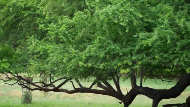 Gibt Einen Baum Mit Einem Langen Stamm — Stockvideo