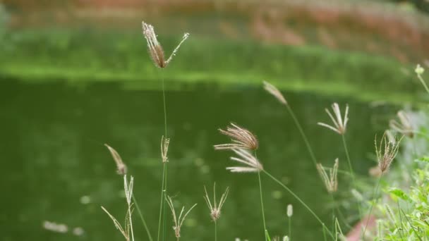 Texten Beskriver Vajande Gräs Vinden Belyser Dess Naturliga Skönhet Och — Stockvideo