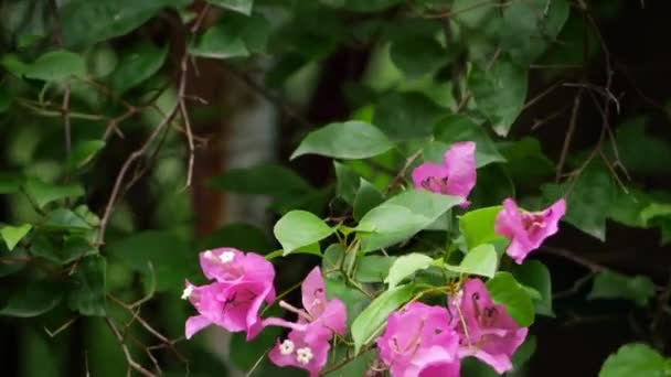 Güney Amerika Özgüdür Bitkiler Canlı Renkli Çiçekleriyle Bilinirler Genellikle Bahçelerde — Stok video