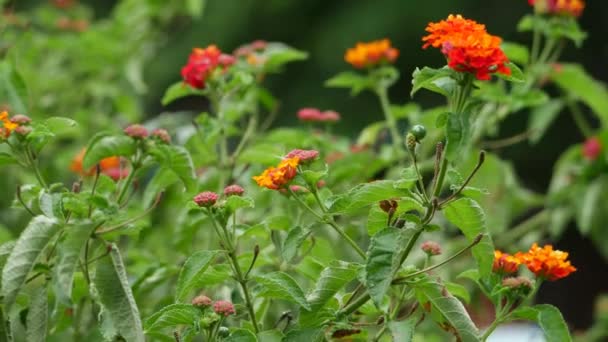 Близько Квітів Різні Типи Саду — стокове відео