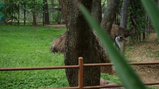 Ein Strauß Steht Vor Einem Großen Braunen Baumstamm Dessen Nähe — Stockvideo