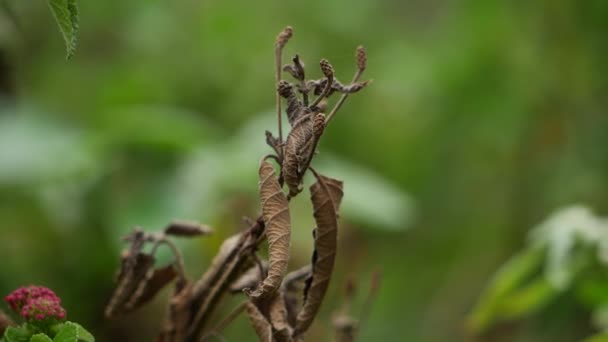 Φυτό Αποξηραμένα Φύλλα Και Αποξηραμένο Φασόλι Στο Δάσος — Αρχείο Βίντεο