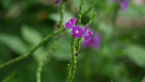 Primer Plano Una Flor Púrpura Con Una Hormiga Blanca Largos — Vídeo de stock