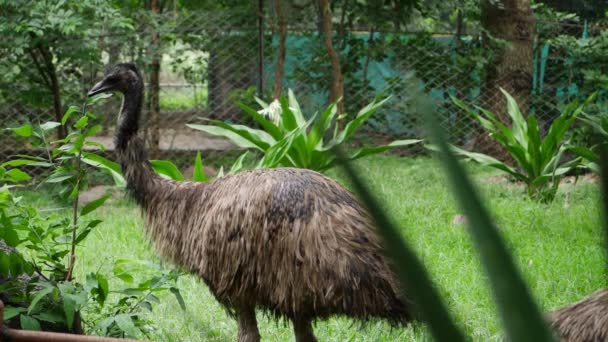 Emu Stands Grassy Area Next Fence — Stock Video