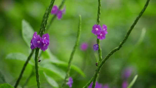 Zbliżenie Purpurowego Kwiatu Fioletowe Kwiaty Znalezione Ogrodzie — Wideo stockowe