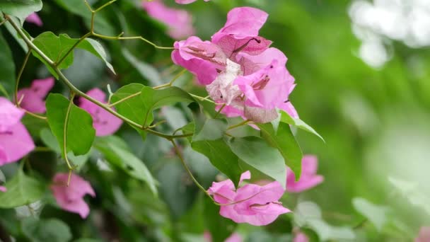 Закрыть Растение Цветок Бугаинвиллеи Розовый Цветок — стоковое видео