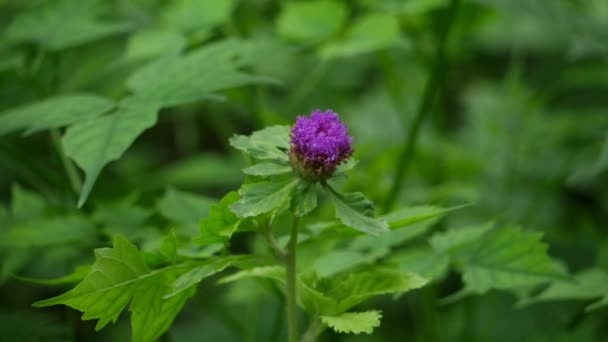 Фіолетова Квітка Зеленому Фоні — стокове відео