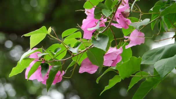 Buganvilla Flor Nacional México Florece Hermosamente Los Jardines — Vídeos de Stock