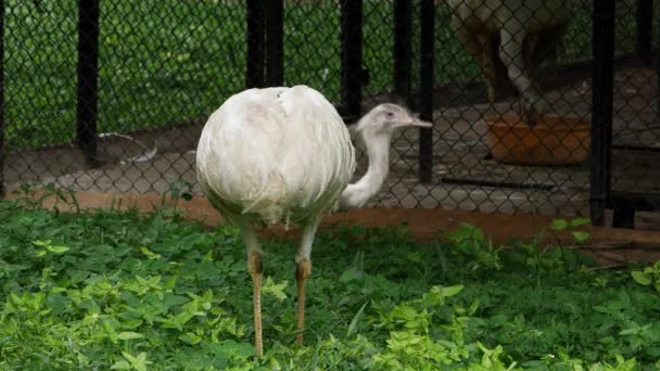 Trawie Jest Duży Ptak Białym Upierzeniem Opuszczoną Głową — Wideo stockowe