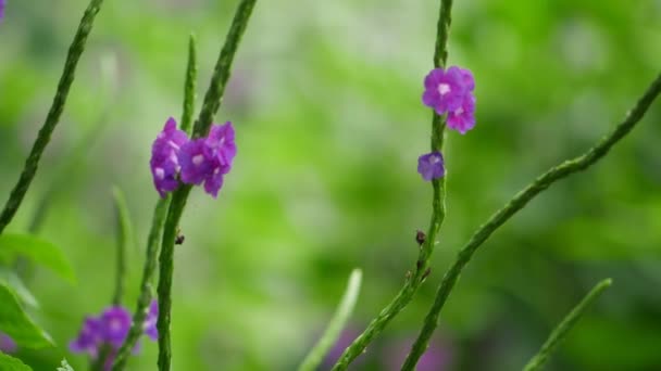 Primer Plano Una Flor Púrpura Flores Púrpuras Bosque Flores Púrpuras — Vídeo de stock