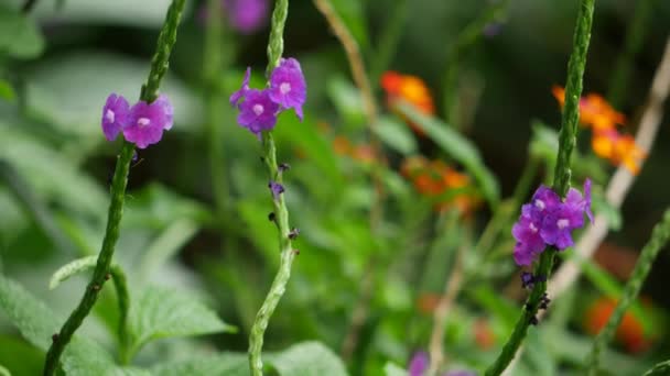 Крупним Планом Фіолетові Квіти Саду — стокове відео