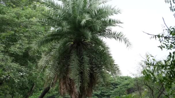Uma Palmeira Jardim — Vídeo de Stock