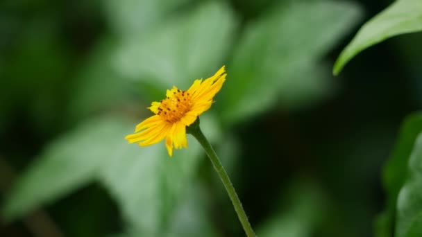 Желтый Цветок Выделяется Зеленом Фоне Лесу — стоковое видео