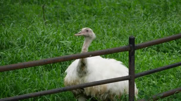 Una Oveja Pájaro Grande Están Pie Campo Herboso — Vídeos de Stock