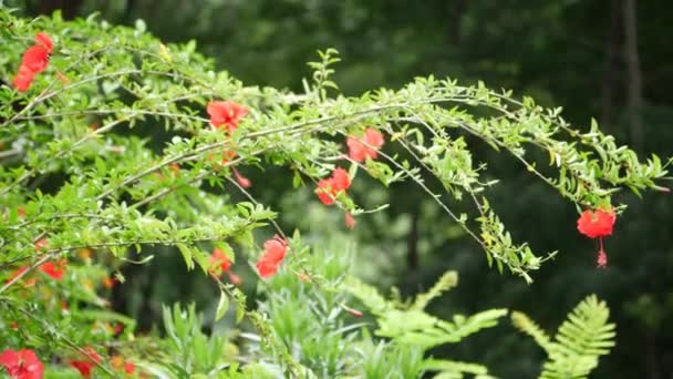 Una Planta Con Flores Rojas Primer Plano Flor Roja — Vídeo de stock