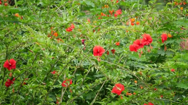 Jardín Muestra Imágenes Stock Arbusto Está Lleno Vibrantes Flores Rojas — Vídeos de Stock