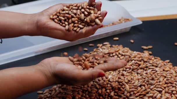 Женщина Держит Семена Руке Другая Держит Груду Семян — стоковое видео